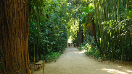 ALLÉE DES SÉQUOIAS ALLÉE DES SÉQUOIAS