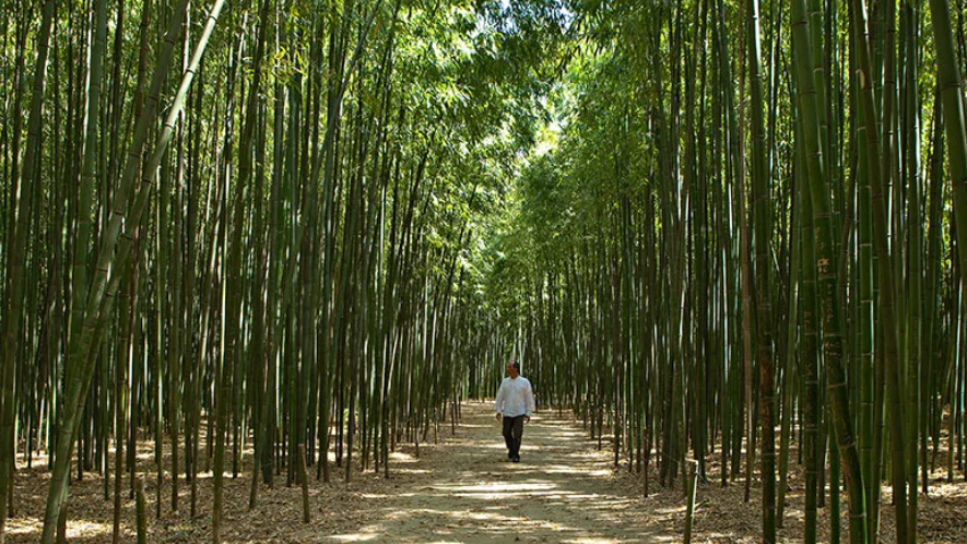 FORÊT DE BAMBOUS FORÊT DE BAMBOUS
