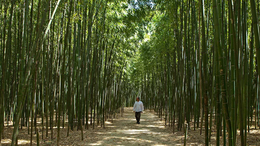 FORÊT DE BAMBOUS