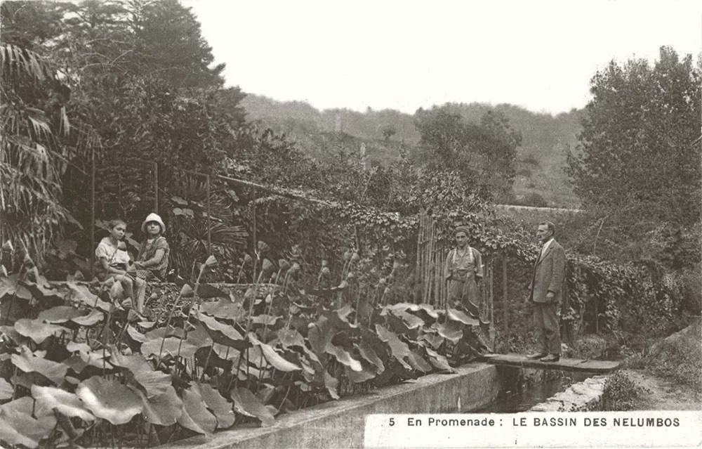 Bassin Nelumbos Bassin Nelumbos